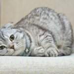 Шотландские вислоухие котята: уход и питание, характер, фото