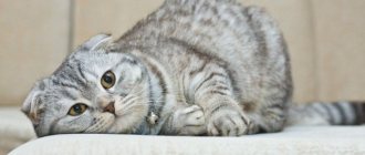 Scottish fold kittens: care and nutrition, character, photo