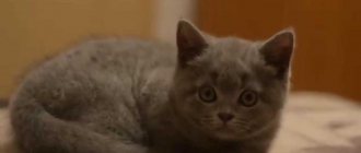 Scottish straight-eared cat