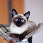 Siamese-cat-Description-features-types-character-care-and-price-Siamese-breed-3