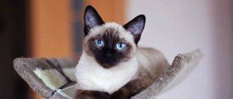 Сиамская-кошка-Описание-особенности-виды-характер-уход-и-цена-сиамской-породы-3