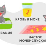 Симптомы цистита у кошек и котов