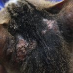 Symptoms of eczema in cats