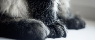 How many claws does a cat have on its front paws?