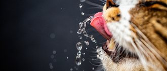 Сколько кошка должна пить воды в сутки