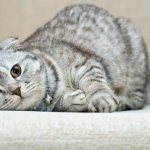Scottish Fold cat-Description-features-types-character-care-and-price-of-Scottish-Fold-breed-2