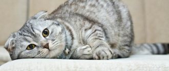 Скоттиш-фолд-кошка-Описание-особенности-виды-характер-уход-и-цена-породы-скоттиш-фолд-2