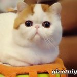 Снупи-кошка-Описание-особенности-уход-и-цена-кошки-снупи-2