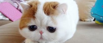 Снупи-кошка-Описание-особенности-уход-и-цена-кошки-снупи-7