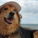 Dog in a cap