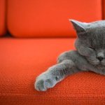 Ways to get rid of the smell of cat urine on the sofa