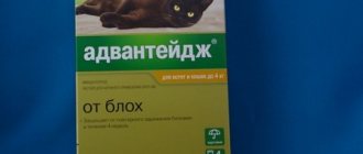 Flea remedy for cats Advantage