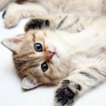 Is it worth getting a cat? Read also