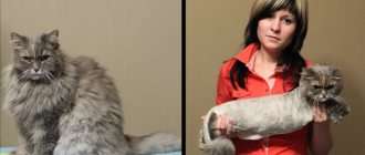 Стрижка кошек: фото до и после
