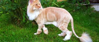 Grooming cats like a lion: photo