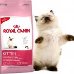 Dry cat food Royal Canin