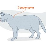 Супрелорин: имплант для кошек от течки
