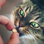 Таурин для кошек в витаминах