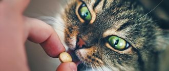 Taurine for cats in vitamins
