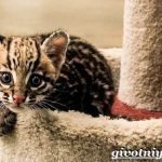 Тигровая-кошка-Описание-особенности-виды-и-цена-тигровой-кошки-9