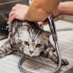 ТОП-15 лучших шампуней для кошек и котов на 2022 год