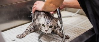ТОП-15 лучших шампуней для кошек и котов на 2022 год