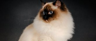 TOP 20 best fluffy cat breeds and tips for caring for them