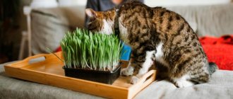 Grass for cats