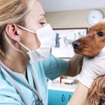 Eye injuries in dogs