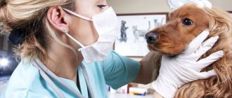 Eye injuries in dogs