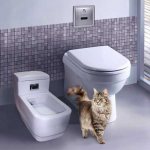 Toilet for a cat
