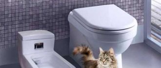 Туалет для кота
