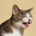 A cat has a bone stuck in its throat, what to do, read the article