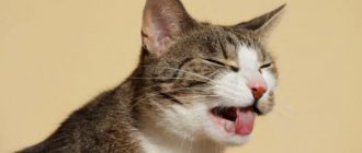 A cat has a bone stuck in its throat, what to do, read the article