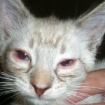 The kitten&#39;s eyes are festering
