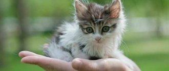 Caring for a kitten without a cat