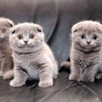 Caring for Scottish Fold kittens