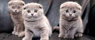 Caring for Scottish Fold kittens