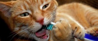 Cat dental care