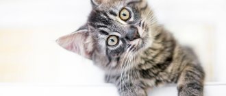 ear mites in cats