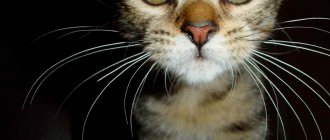 Kitten whiskers