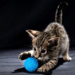 What games to play with your favorite cat?