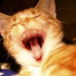 At what age do permanent teeth grow in cats?