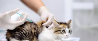 Kitten vaccination
