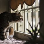 All evening long: 5 reasons why a cat loves to sit on the windowsill and look out the window