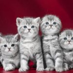 Вес и рост шотландского вислоухого котенка и взрослого скоттиш-фолда