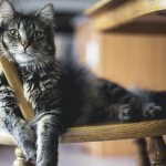 Веселые кошки: 5 смешных историй о питомцах