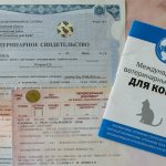 Veterinary passport for a cat