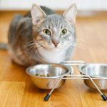 Ветеринары советуют не кормить кошек всем подряд.