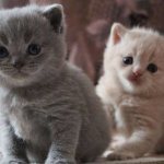 Fold-eared kitten or not - how to determine?